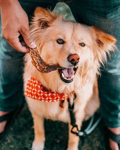 Dehydrated Duck Wings