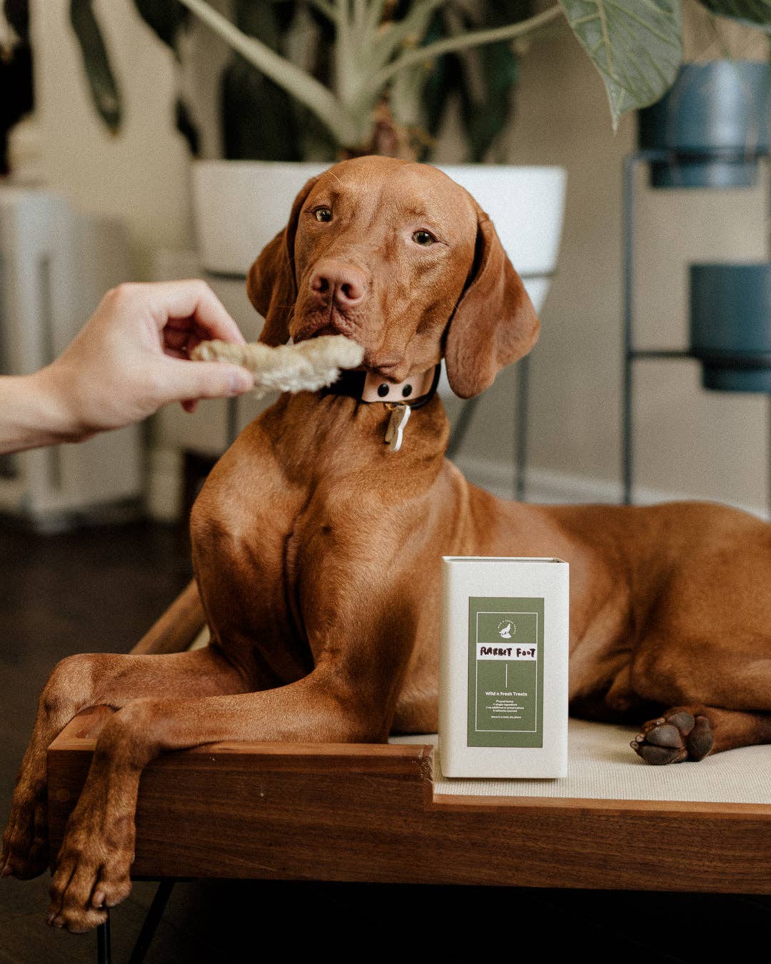 Dehydrated Rabbit Feet